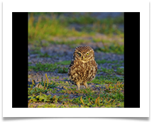 Little Owl - Chris Beesley